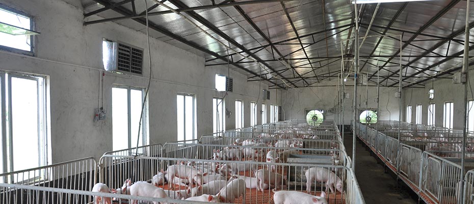 養豬場正壓通風降溫工程安裝實例
